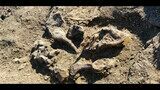 Triceratops Pelvic Bone (Pubis) - Wyoming #130215-7
